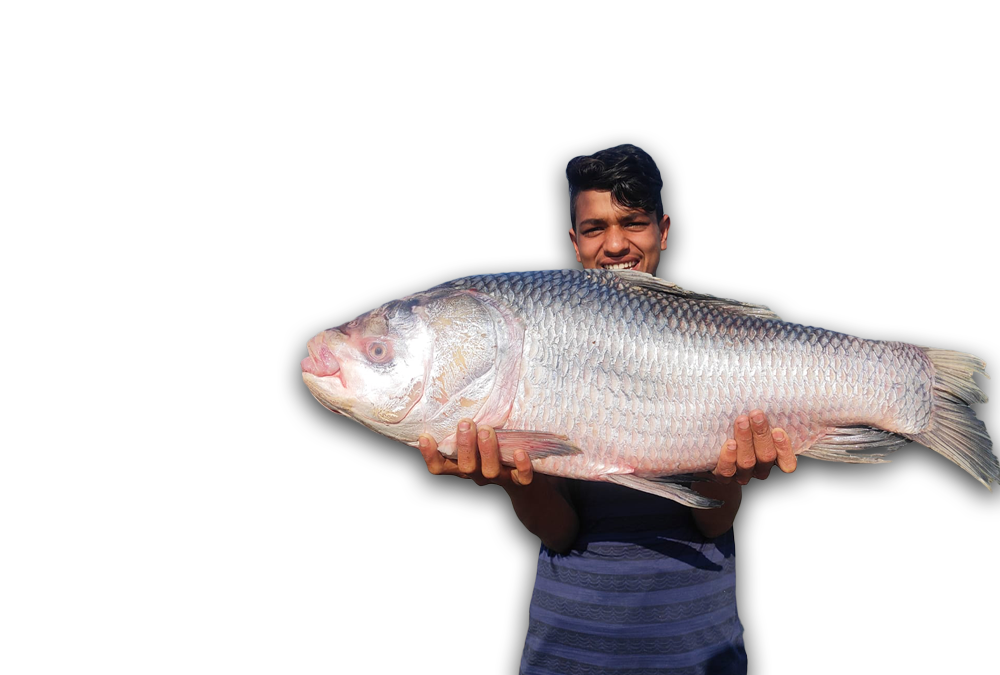রেডি টু কুক নদীর মাছ